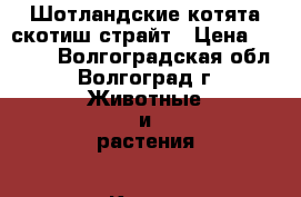 Шотландские котята скотиш страйт › Цена ­ 4 000 - Волгоградская обл., Волгоград г. Животные и растения » Кошки   . Волгоградская обл.,Волгоград г.